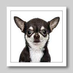 Födelsedagskort Chihuahua Short Hair