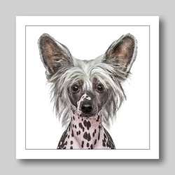Födelsedagskort Chinese Crested