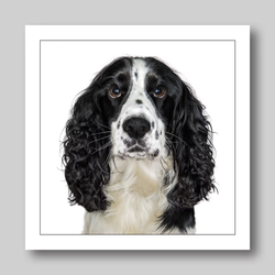 Födelsedagskort Cocker Spaniel