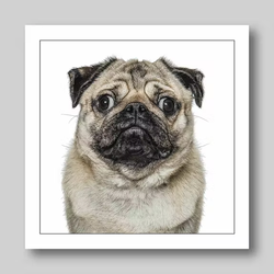 Födelsedagskort Pug