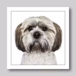 Födelsedagskort Shih Tzu