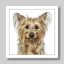 Födelsedagskort Yorkshire Terrier