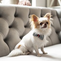 Halsband Bow-tie Radley