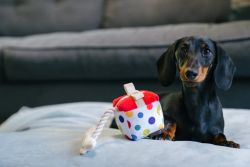 Party Collection Pawfect present