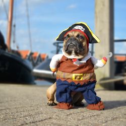 Pirat, Maskeraddräkt till hund