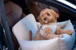 Finessa Modern Beige, Bilstol för hund