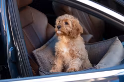 Winston Bilstol för hund Dark Beige