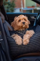 Prestige Bilstol för hund, Svart