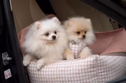 Glamour Rosa, Bilstol för hund