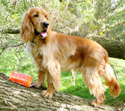 Bony's Puppalonely Hundleksak