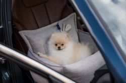 Florence Bilstol för hund, Beige