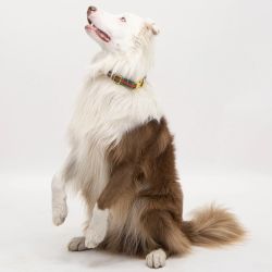 My Cavalier Halsband LUX