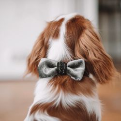 Halsband Bow-tie, Shiny Grey