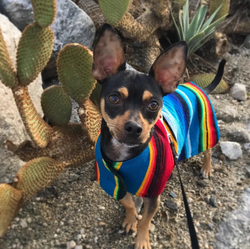 Mexican Poncho Hundkläder