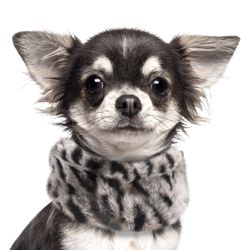 Milk & Pepper Karma Collar Fur Panther