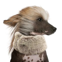 Milk & Pepper Kirill Collar Fur Beige