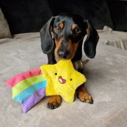Hundleksak Twinkle Star