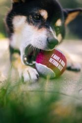 Tennisbollar till hund 4-pack