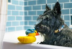 Hundleksak Splish Splash - Bubbles the Duck