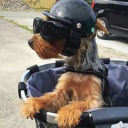 Pet Helmet Biker