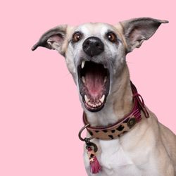 DWAM - Dog with a Mission Hundhalsband LOU LOU