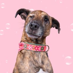 DWAM - Dog with a Mission Hundhalsband BOHO Rosa