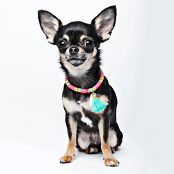 DWAM - Dog with a Mission Bondi Beach Necklace