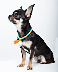 DWAM - Dog with a Mission Coco Beach Necklace
