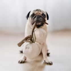 LAMBWOLF Snuffel Momo Peaches Aktiveringsleksak