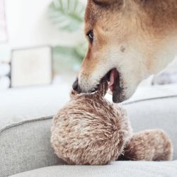 LAMBWOLF Squirrel Pop Aktiveringsleksak
