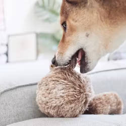 LAMBWOLF Squirrel Pop Aktiveringsleksak