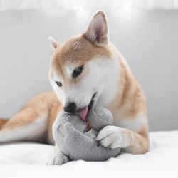 LAMBWOLF Guu Mushroom Nosework Haze