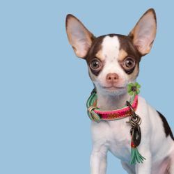 DWAM - Dog with a Mission - MINI DOG LIZZY 15-21 cm