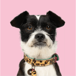 DWAM - Dog with a Mission - LOU LOU 15-21 cm