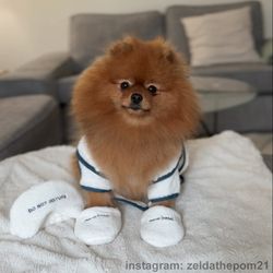SPA Dog Badrock Hund