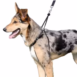 Training Harness