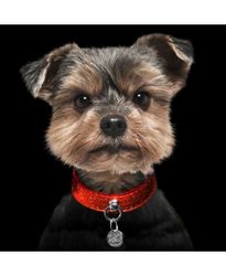 Milk & Pepper Hundhalsband, Stardust Red
