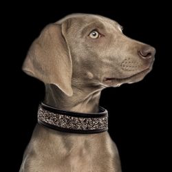 Milk & Pepper Quarts Vegan leather Collar - Black