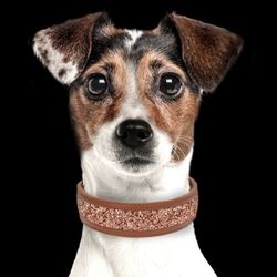 Milk & Pepper Quarts Vegan leather Collar - Cognac