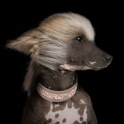 Milk & Pepper Quarts Vegan leather Collar - Taupe