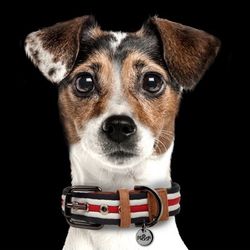 Milk & Pepper Heritage Striped Collar