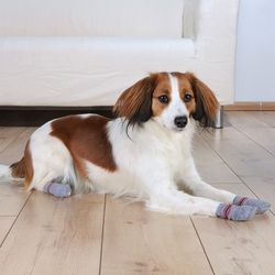 Hundsockar non-slip 2-pack