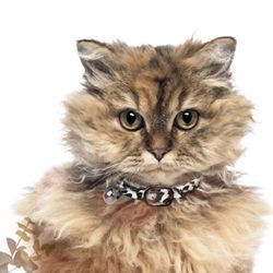 Milk & Pepper Cat Collar Leather Dalmatian