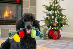 Home for the Holidays Collection - Holiday Lights