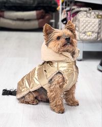 Quilted dog coat, Gold