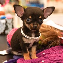 Fancy elastic double row collar w. rainstones