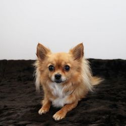 Brown fur blanket w black lining