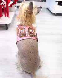 Harness in Pink Leather with Rabbits