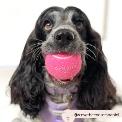 Cocopup London Tennisboll Playful Pink