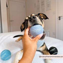 Cocopup London Tennisboll Ballin' Blue